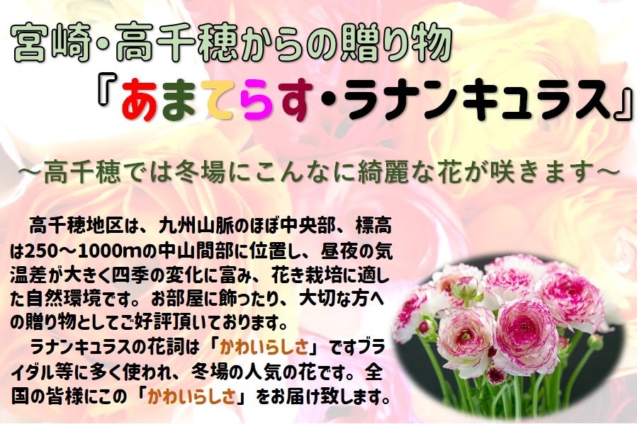 ラナンキュラス 5色ミックス: JAみやざき高千穂直販|【JAタウン